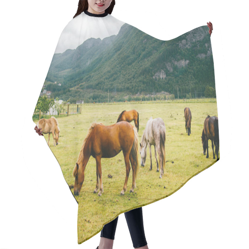 Personality  Wildlife In Norway. Scandinavian Fjord Beautiful Horses On Pasture Eat Grass On Field In Summer Rainy Weather. Cloudy Sky. Mountains On Background. Rocks. Funny Mammal Animals. Rural. Travel. Nature. Hair Cutting Cape