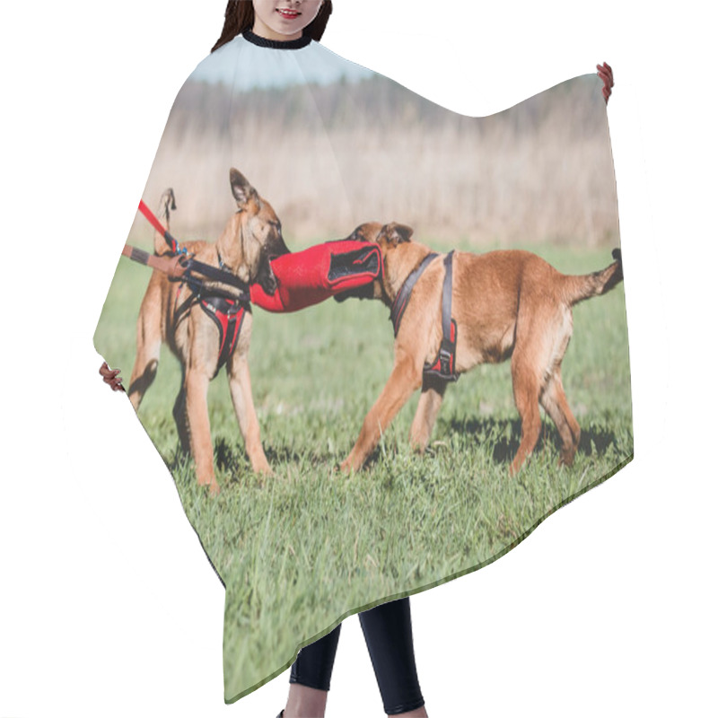 Personality  Belgian Shepherd Malinois Dog Hair Cutting Cape