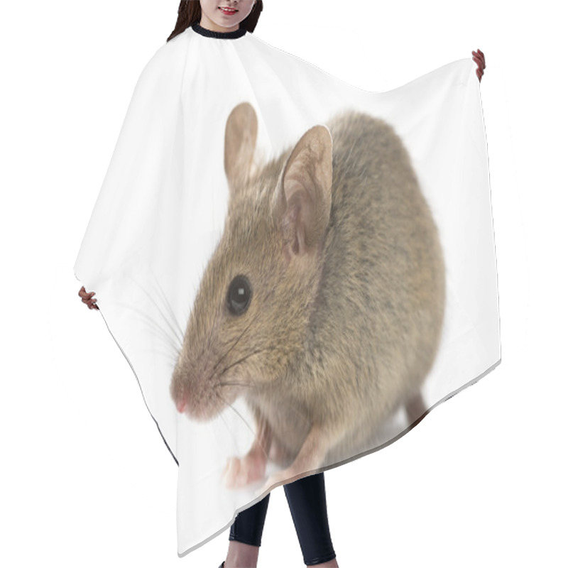 Personality  Wood Mouse In Front Of A White Background Hair Cutting Cape