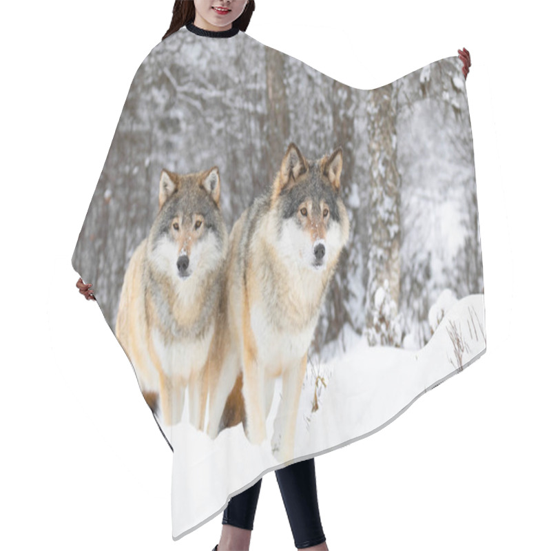 Personality  Two Magnific Wolves In Wolf Pack In Cold Winter Forest Hair Cutting Cape