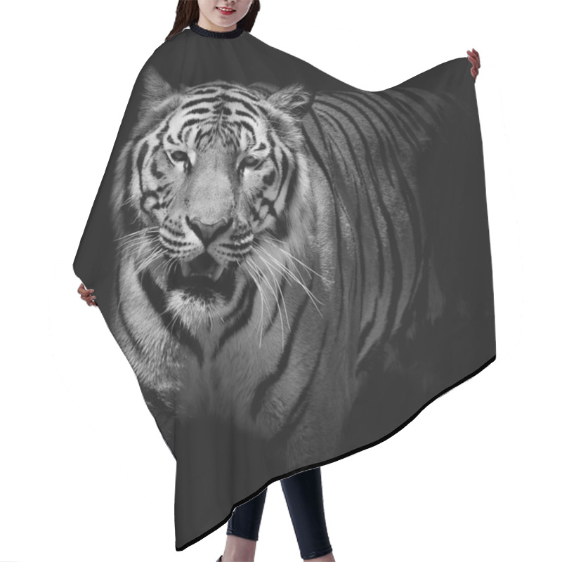 Personality  Close Up Black & White Tiger Growl Isolated On Black Background Hair Cutting Cape