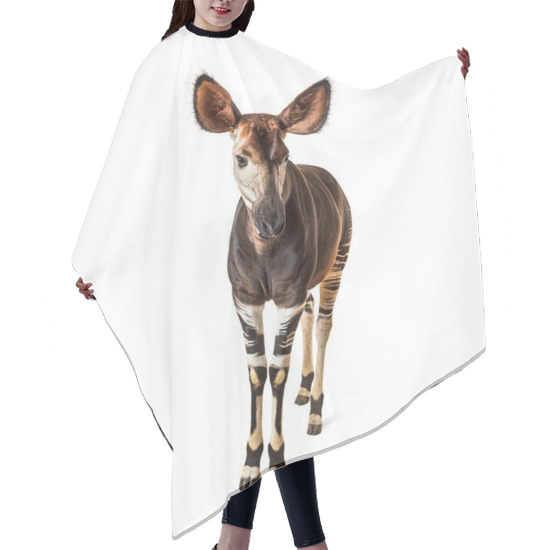 Personality  Okapi, Okapia Johnstoni, Isolated On White Hair Cutting Cape