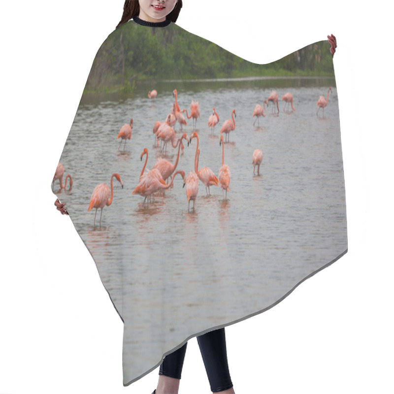 Personality  Mexican Flamingos Wade In Lagoon Hair Cutting Cape