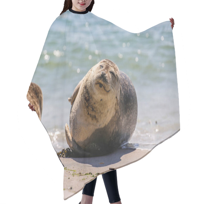 Personality  Cone Seal On The Beach Of Helgoland Hair Cutting Cape