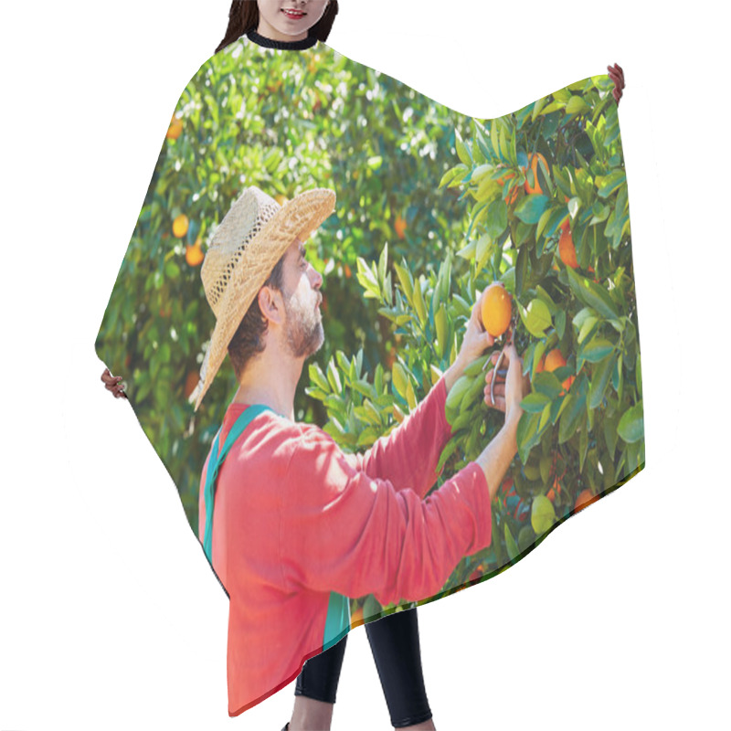 Personality  Farmer Man Harvesting Oranges In An Orange Tree Hair Cutting Cape