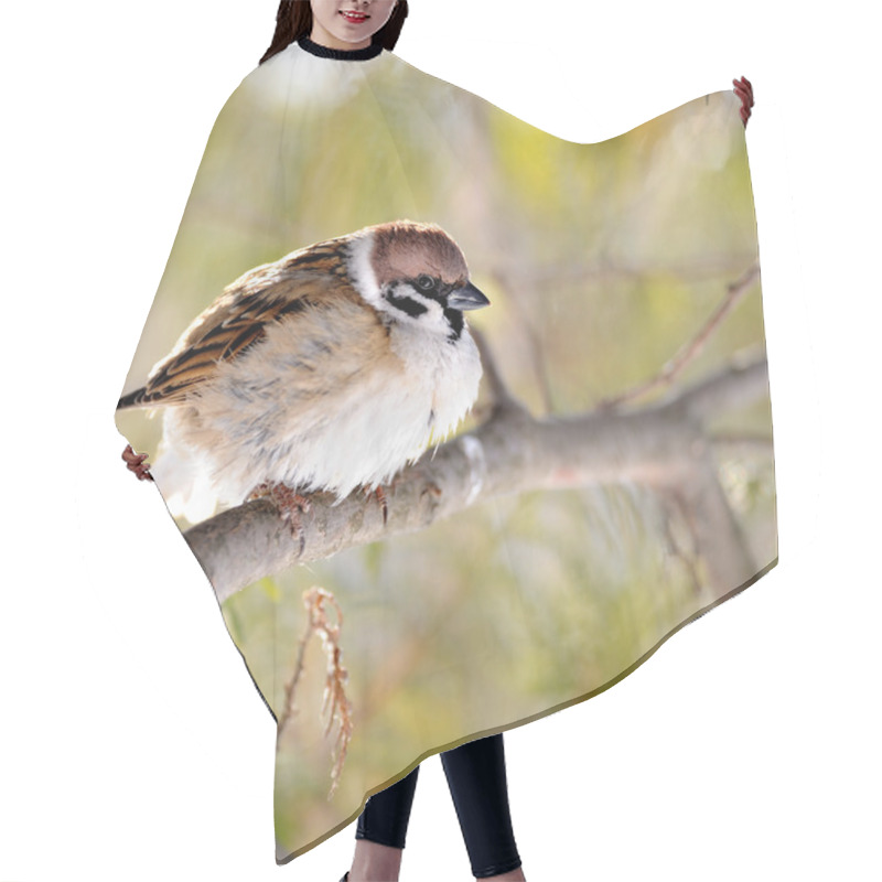 Personality  Sparrow Hair Cutting Cape