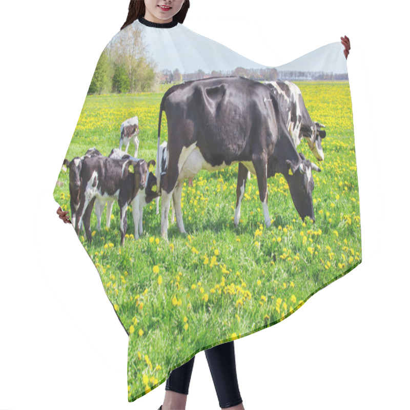 Personality  Mother Cows With Newborn Calves In  Spring Meadow Hair Cutting Cape