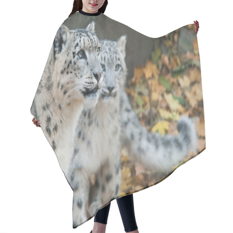 Personality  Snow Leopards Hair Cutting Cape