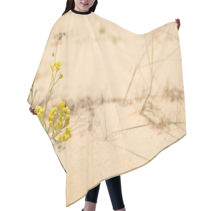 Personality  Beautiful Yellow Flower Growing In Sandy Desert On Sunny Day. Space For Text Hair Cutting Cape