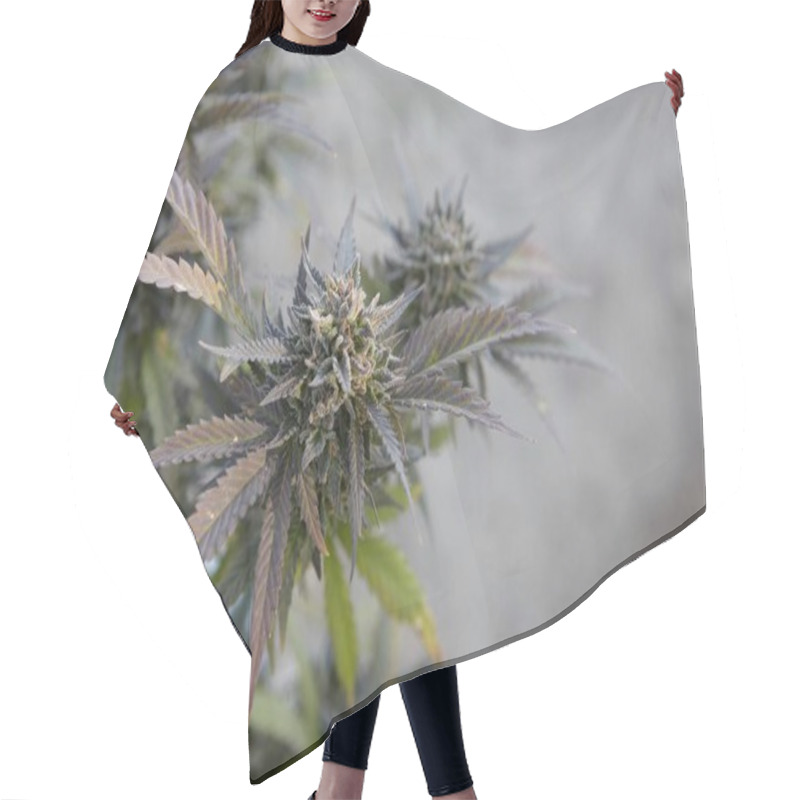 Personality  Closeup Shot Of A Marijuana Plant On Blurred Background Hair Cutting Cape