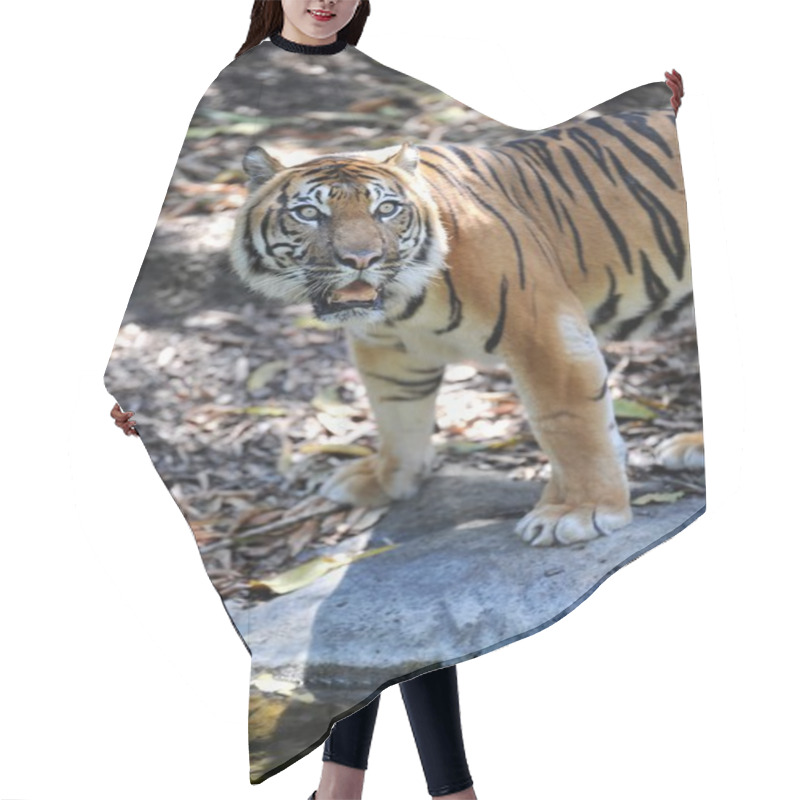 Personality  Sumatran Tiger Hair Cutting Cape