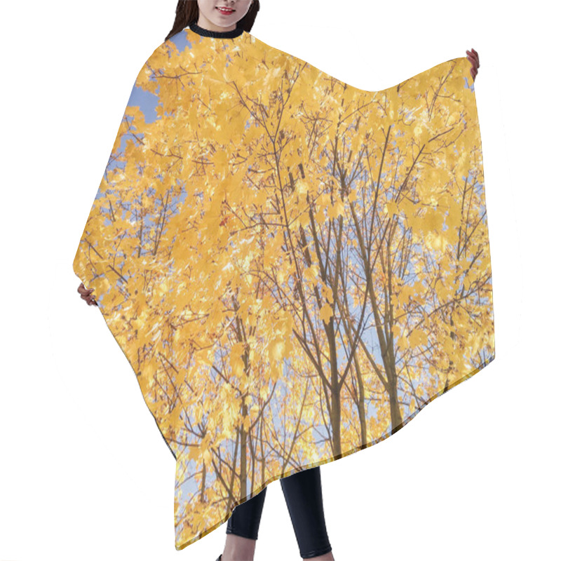 Personality  Flowers And Trees In Autumn Nature. Hair Cutting Cape