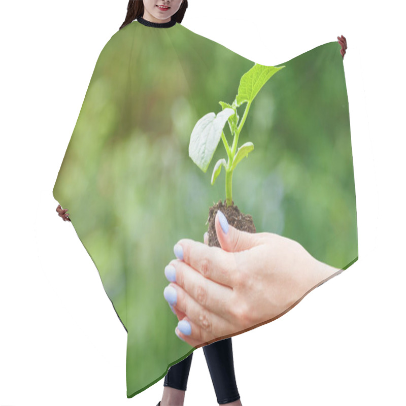 Personality  Hands Of A Young Woman With A Manicure Holding A Sprout On A Bac Hair Cutting Cape