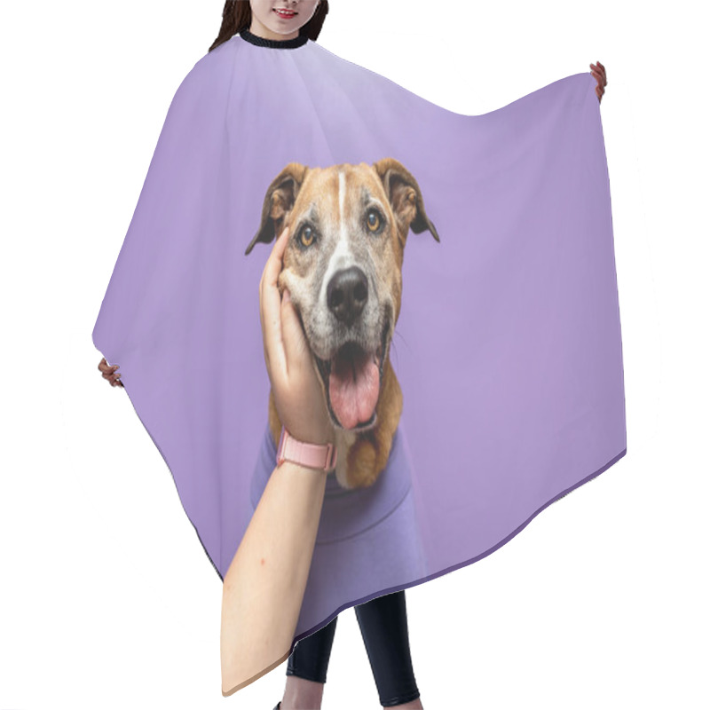 Personality  Dog In A Sweater, Dog At Work With A Purple Wall. Pets At Work Concept, Pets Working Like People. Hair Cutting Cape