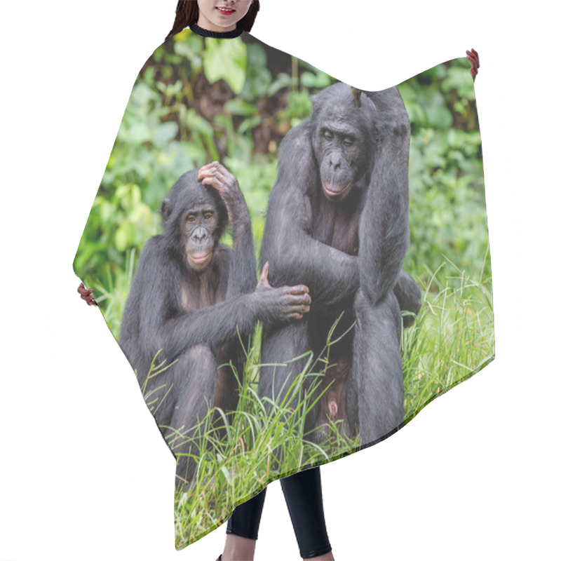 Personality  Bonobos In Natural Habitat Hair Cutting Cape