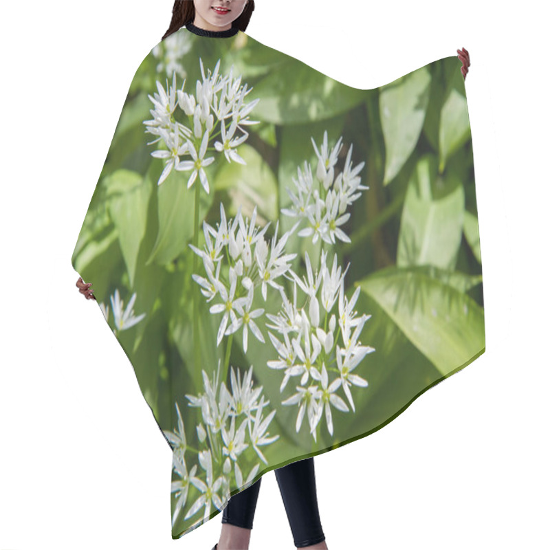 Personality  Wild Garlic (Allium Ursinum) Plant Blooming In A Garden Hair Cutting Cape