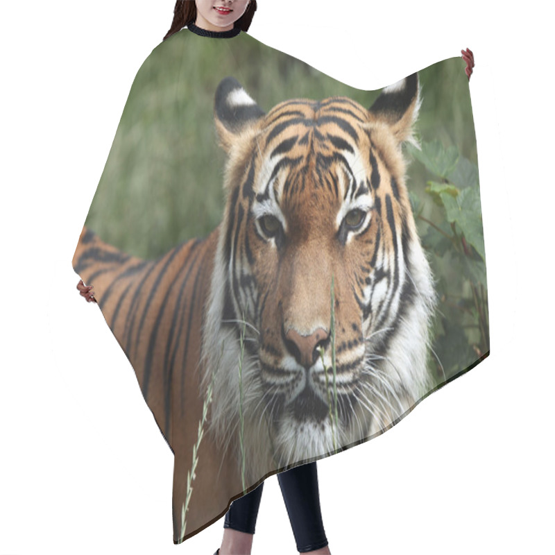 Personality  Wild Malayan Tiger Hair Cutting Cape