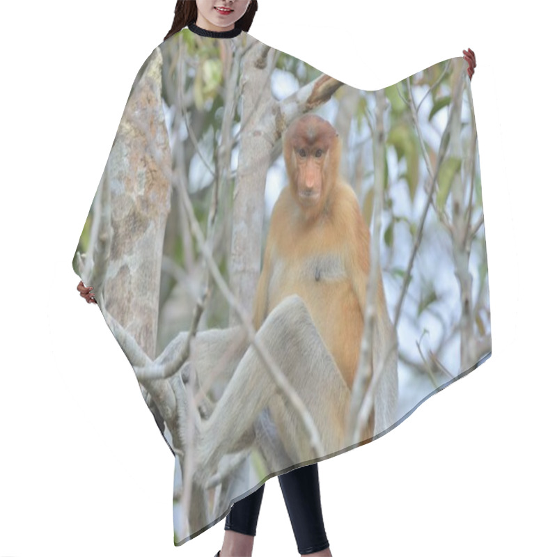 Personality  Proboscis Monkey Sitting On Tree Hair Cutting Cape