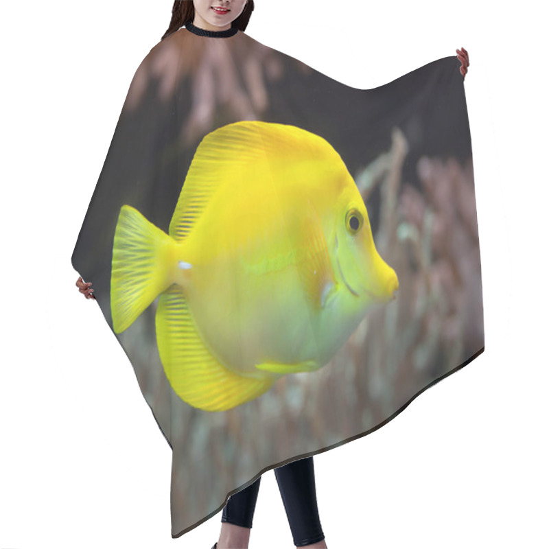 Personality  Yellow Tang (Zebrasoma Flavescens) Hair Cutting Cape