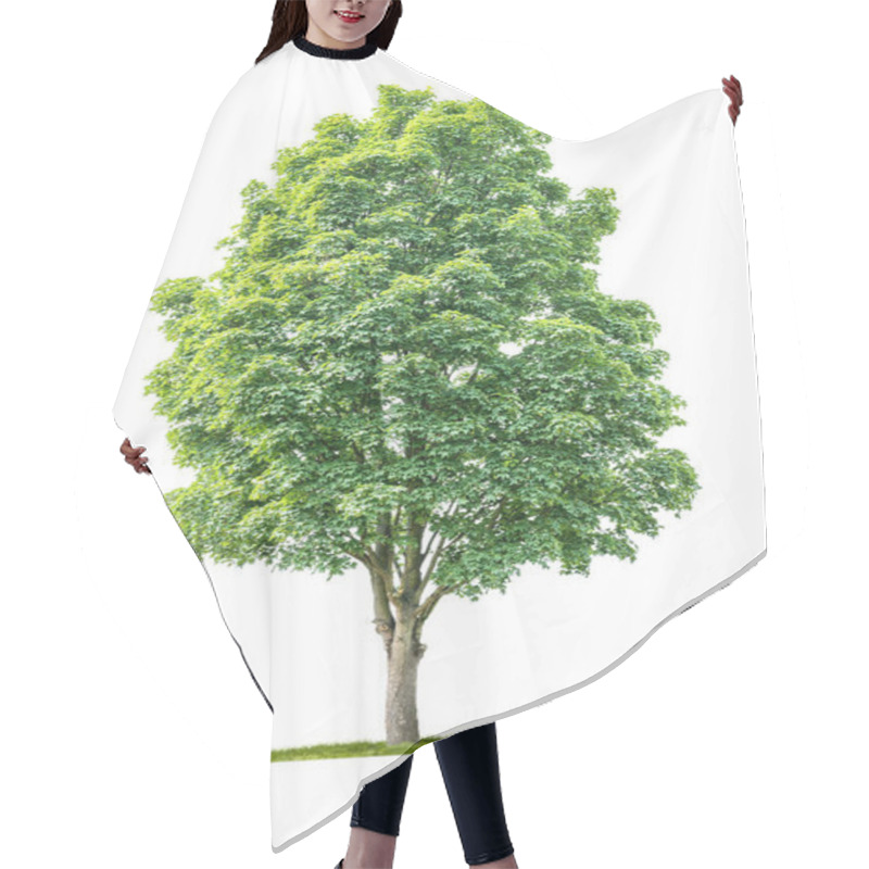 Personality  Isolated  Tree On A White Background - Acer - Maple Hair Cutting Cape