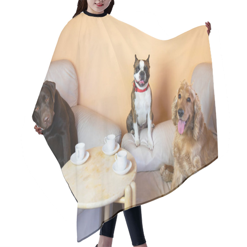 Personality  Boston Terrier,  Labrador And Cocker Spaniel In The Hall On Armchairs Drinking Tea Like People, Humorous Photo Hair Cutting Cape