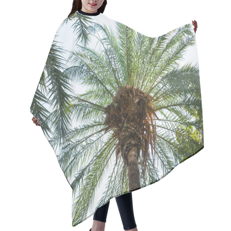 Personality  Bottom View Of Palms Under Clear Sky Hair Cutting Cape