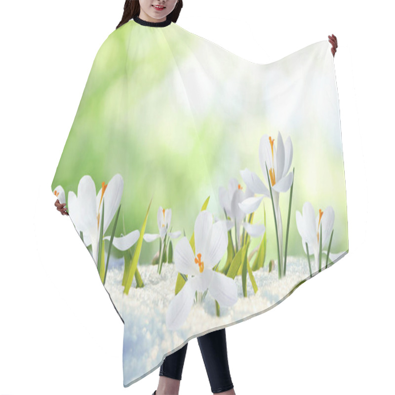 Personality  Beautiful Crocuses Growing Through Snow Outdoors On Sunny Day. First Spring Flowers Hair Cutting Cape