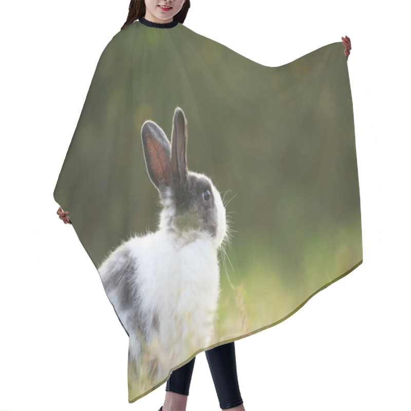 Personality  Adult Rabbit In Green Field In Spring. Lovely Bunny Has Fun In Fresh Garden. Adorable Rabbit Plays And Is Relax In Nature Green Grass. Hair Cutting Cape