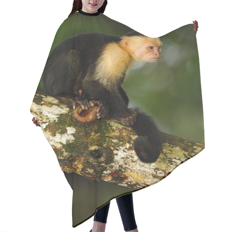 Personality  Capuchin Monkey Sitting On The Tree Branch Hair Cutting Cape