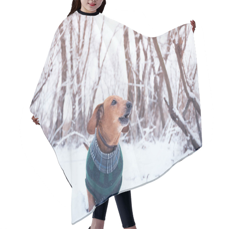 Personality  Small Dog  Barks During The Walking In The Winter Woods Hair Cutting Cape