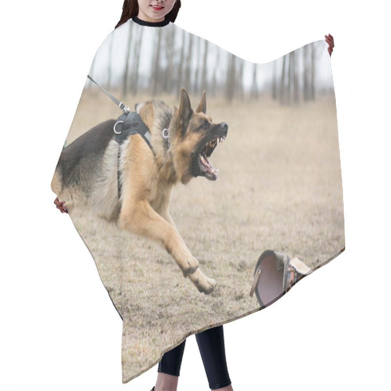 Personality  German Shepherd At Dog Training Hair Cutting Cape