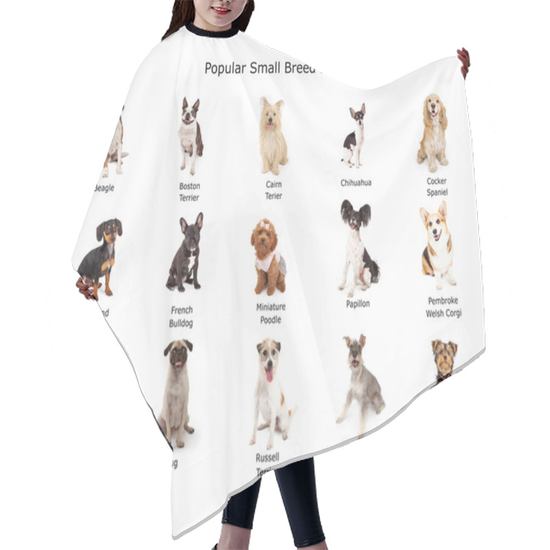 Personality  Collection Of Popular Small Breed Dogs Hair Cutting Cape