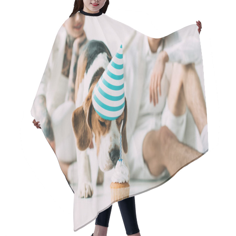 Personality  Selective Focus Of Cute Beagle Dog Eating Cupcake Near Man And Woman On Grey Background Hair Cutting Cape