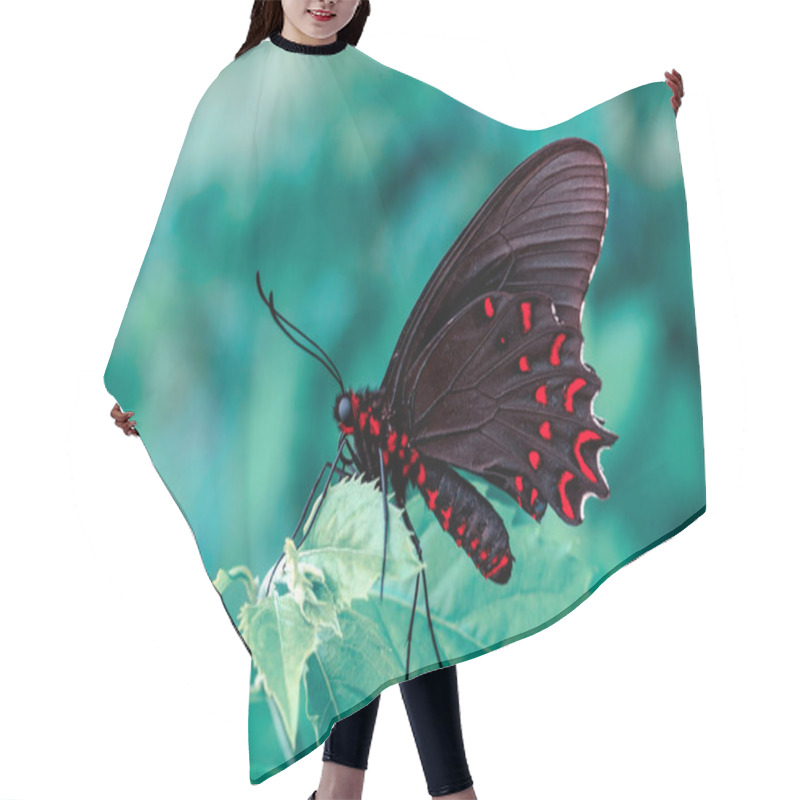 Personality  Closeup Beautiful Butterfly In A Summer Garden Hair Cutting Cape