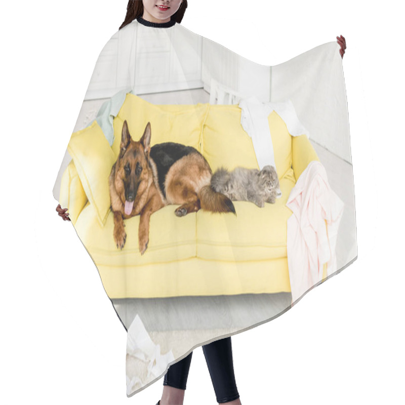 Personality  Cute And Grey Cat And Dog Lying On Yellow Sofa In Messy Apartment  Hair Cutting Cape