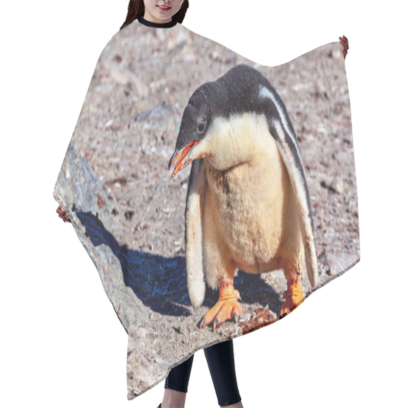 Personality  Gentoo Penguins In The Antarctic Area Hair Cutting Cape