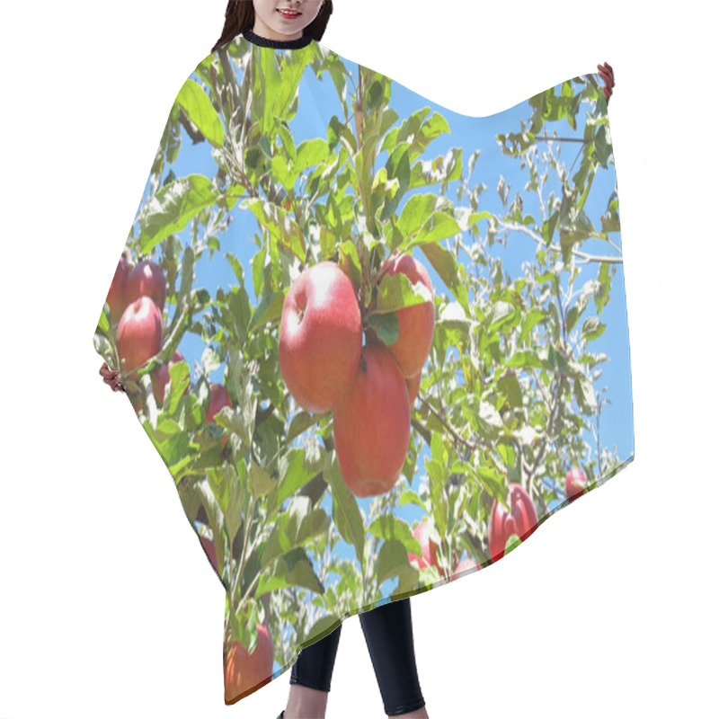 Personality  Ripe Apple Tree Branch Hair Cutting Cape