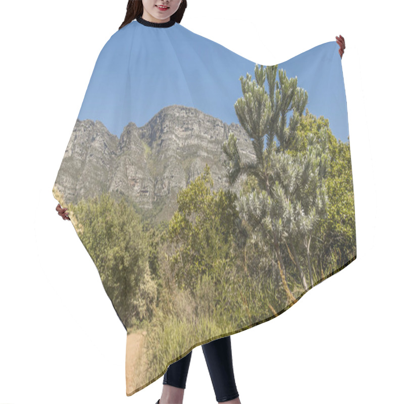 Personality  Forest, Blue Sky And Mountains In The Tablemountain National Park. Hair Cutting Cape