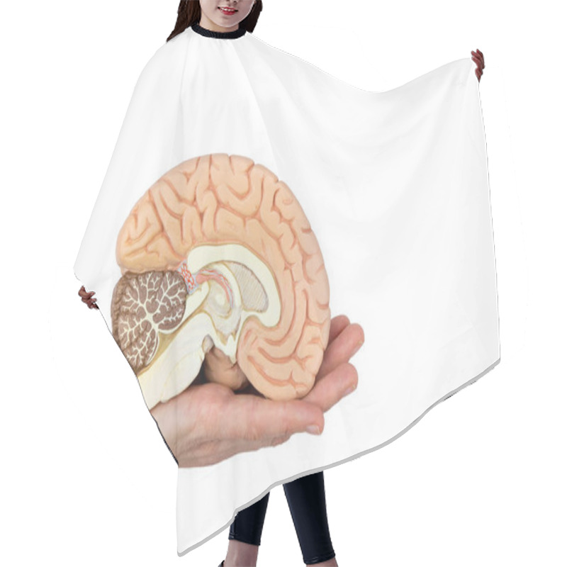 Personality  Hand Holding Brain Hemisphere On White Background Hair Cutting Cape