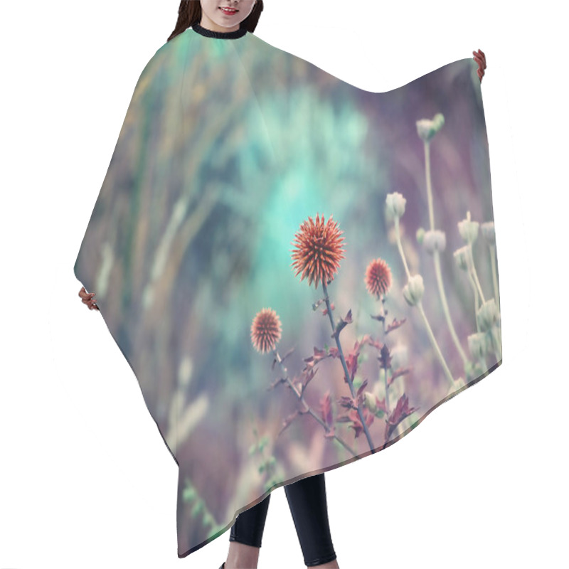 Personality  Wildflowers In Wild Nature On Blue Background. Dreamy Floral Backdrop. Dry Prickly Orange Flower Head In The Forest. Echinacea Dried Thistle Flower. Hair Cutting Cape