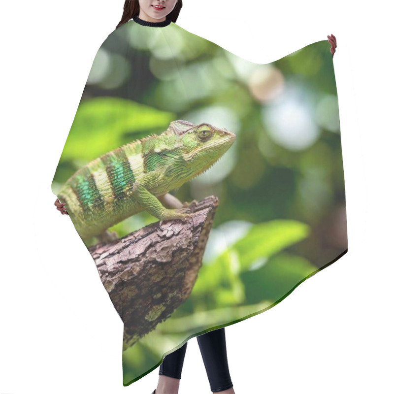 Personality  Close-up Of A Chameleon's Tail Curling Around A Vine In A Tropical Setting. Hair Cutting Cape