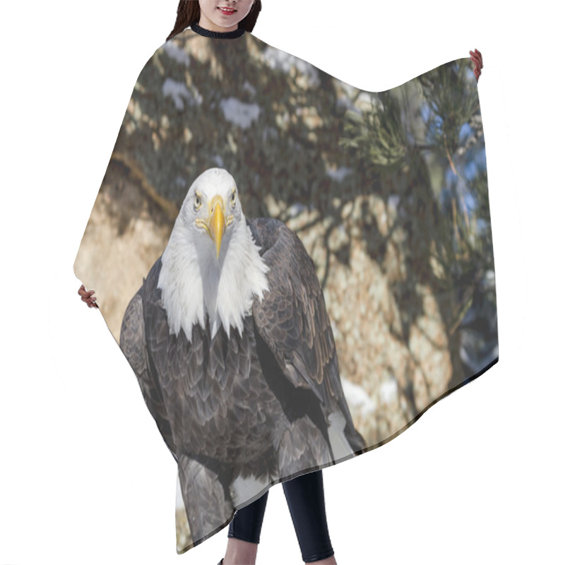 Personality  Bald Eagle On Sunny Winter Day Hair Cutting Cape