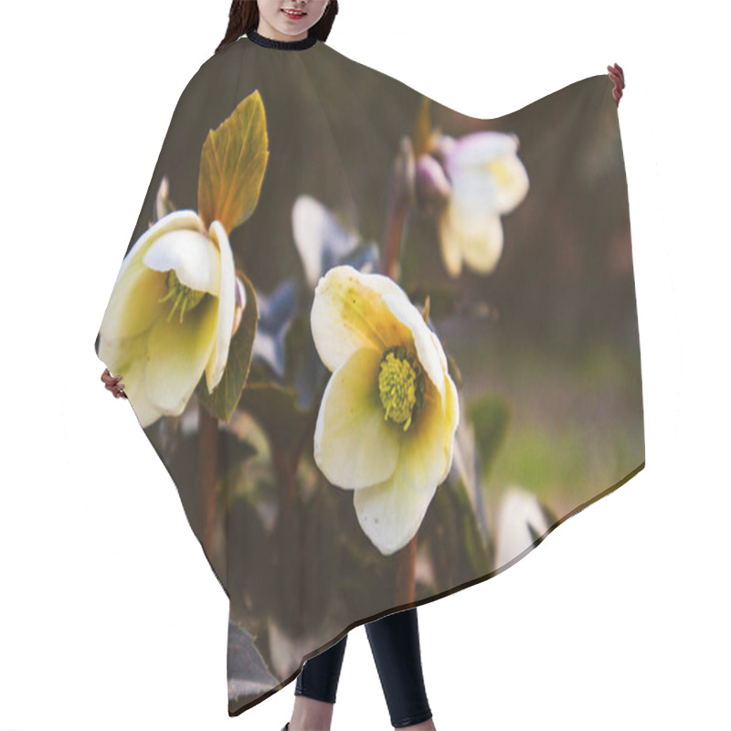 Personality  Helleborus Foetidus Green Buttercup, Frost Wild Flowers Grow In Spring Garden. A Primary Flower Cluster In Full Bloom. Springtime Nature Awaking.  Hair Cutting Cape