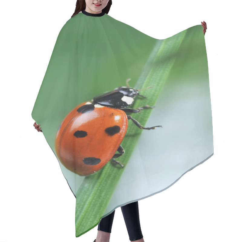 Personality  Ladybug On Grass Hair Cutting Cape