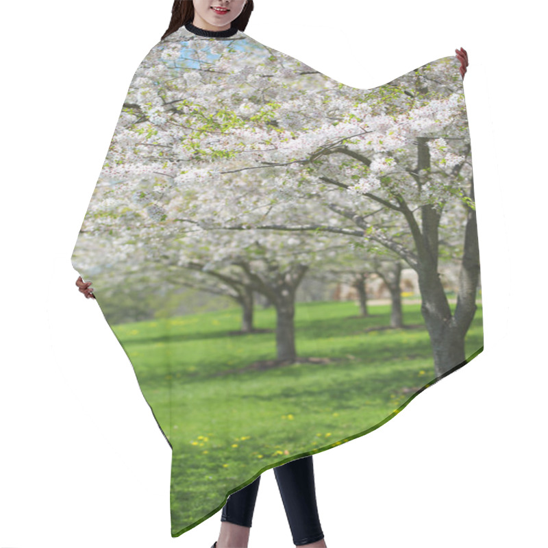 Personality  Tree With White Spring Blossoms Of Cherry In The Garden. Sunny D Hair Cutting Cape