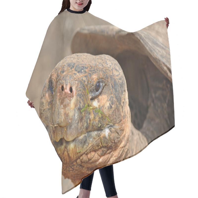 Personality  Galapagos Tortoise, Galapagos Islands, Ecuador Hair Cutting Cape