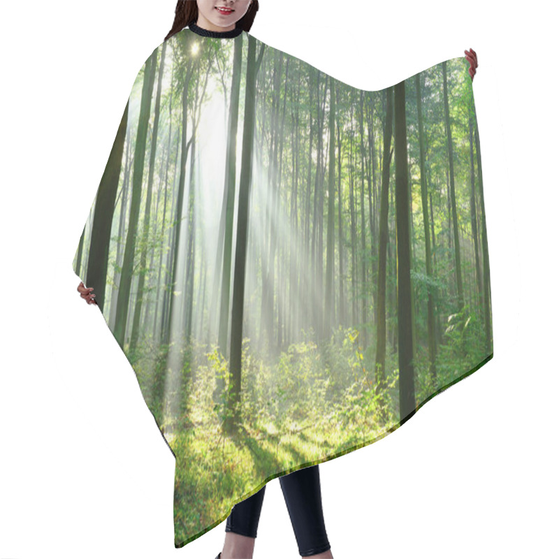 Personality  Beautiful Morning Sunbeams In Misty Forest Hair Cutting Cape