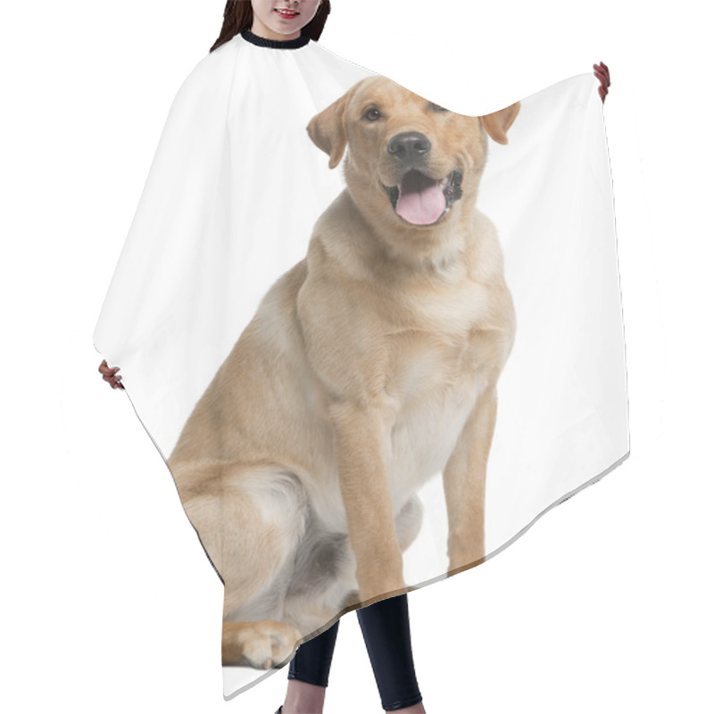 Personality  Labrador Retriever, 12 Months Old, Sitting In Front Of White Background Hair Cutting Cape