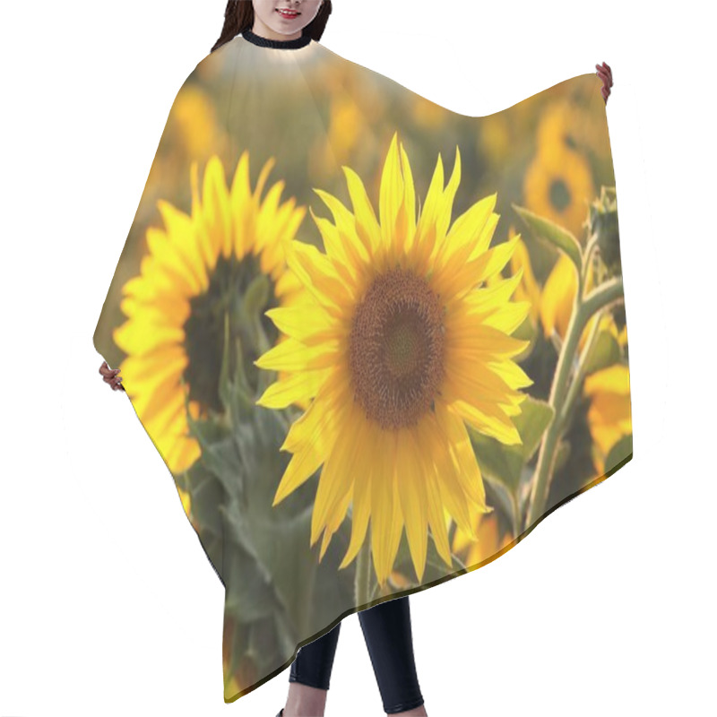 Personality  Sunflower - Helianthus Annuus In The Field At Sunset. Hair Cutting Cape