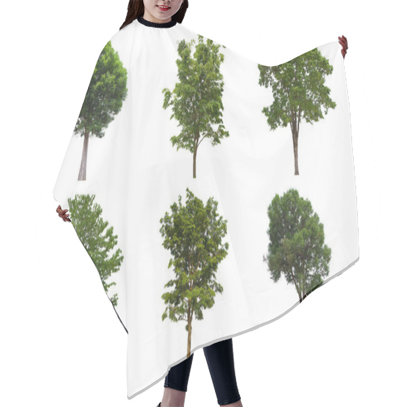 Personality  Isolated Tree Green Set Is Located On A White Background.Collection Of Isolated Tree Green On White Background Tropical Tree Hair Cutting Cape